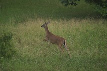 Whitetail deer doe running in a field of  tall grasses