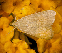 moth on flowers 