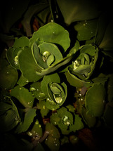 Big Raindrops on Green Succulent Leaves