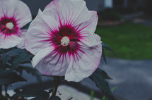 white and pink hibiscus flowers 