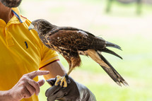 falcon landing on trainers glove