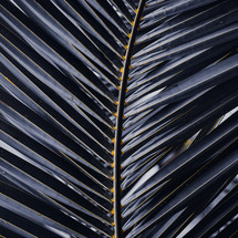 blue palm tree leaves, blue background
