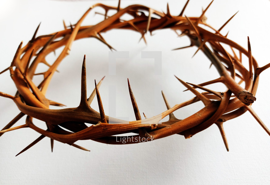 crown of thorns against a white background 