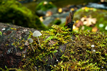 Mushrooms and moss growing on wet tree branch near creek.