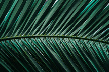 green palm tree leaves in springtime, green background
