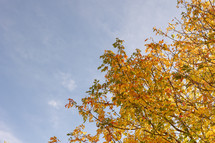 Tree with autumn leaves