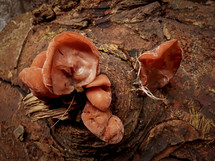 Brown Peziza Fungus - Landscape