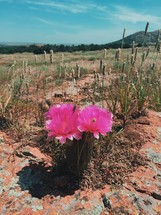 flowers and cactus in a desert 