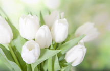 Easter Tulips Background