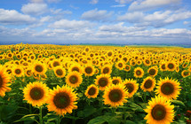 A field covered in yellow sunflowers beneath a blue sky and clouds.
