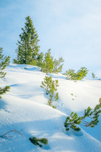 trees peeking through snow 