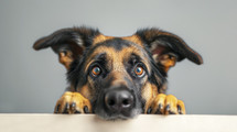 Inquisitive German Shepherd peering over a table edge, set against a soft grey backdrop, with focused, bright eyes and alert ears.