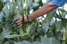 a woman picking corn from the field 