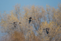 flying ducks 