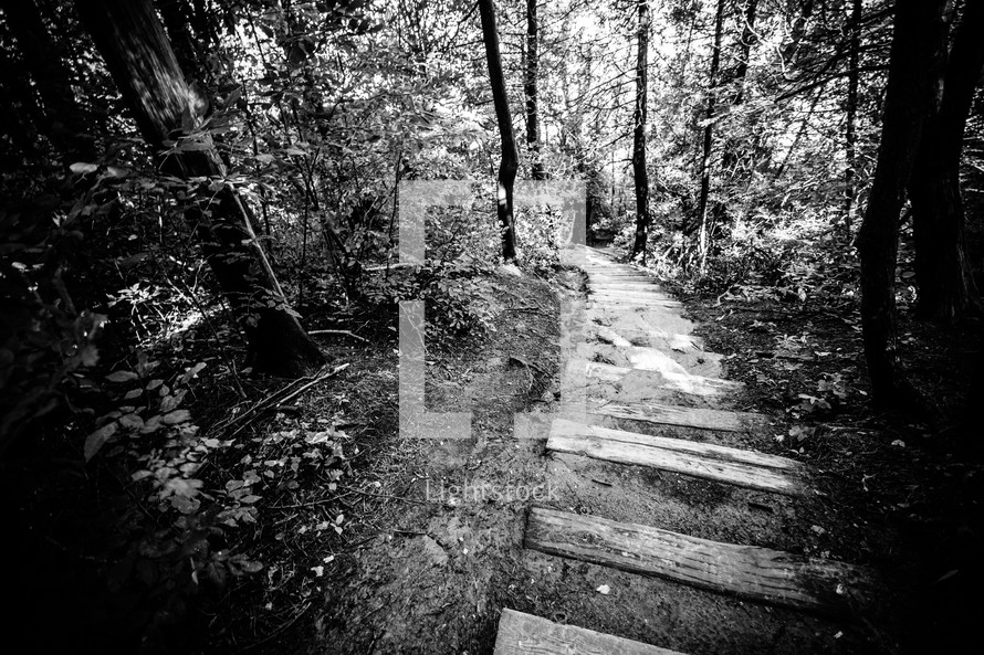 A stairway path leads into the forest.