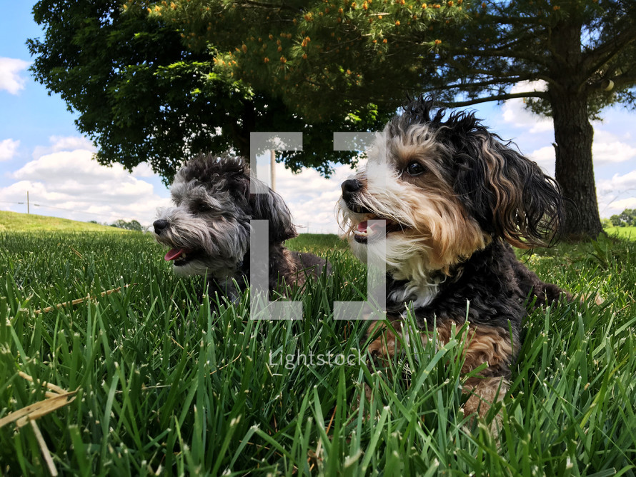 dogs lying in the grass