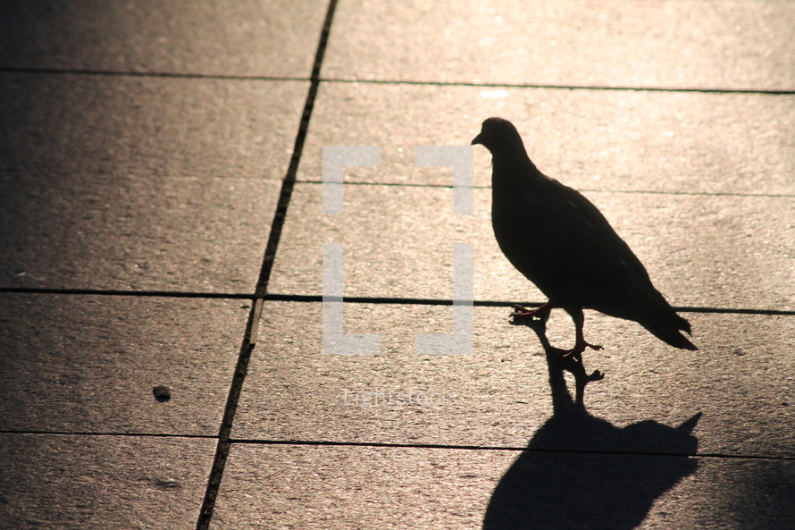 pigeon and shadow 