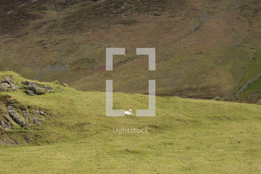 a lamb sleeping on a hill 