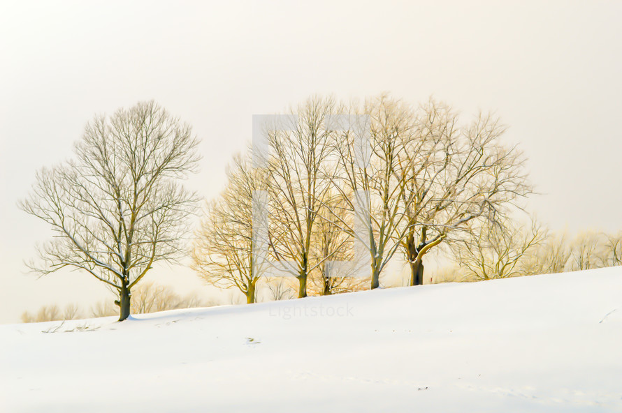 winter trees and snow 