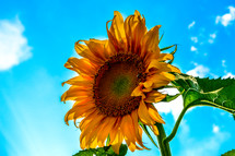 sunflower against a blue sky 