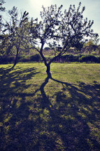 shadow on the ground from a tree 
