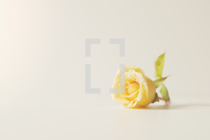 yellow rose on a white background 