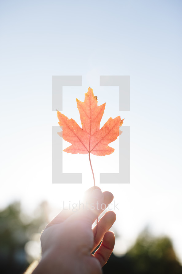 hand holding up a fall maple leaf 