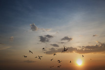 seagulls in flight at sunset 