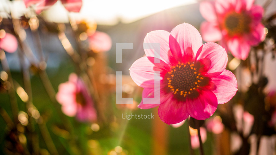 pink spring flowers in sunlight 