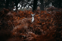 deer in dead vegetation in winter 