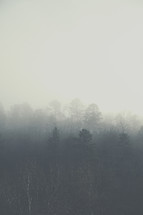 A foggy forest.