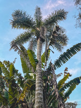 Low angle view from a Beautiful Palmtree, in the countryside of São Paulo.