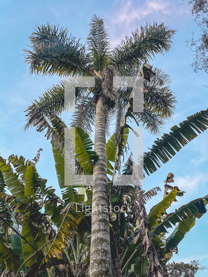 Low angle view from a Beautiful Palmtree, in the countryside of São Paulo.