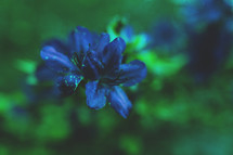 blue spring flowers 