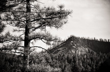 Pine tree with mountain in the background.
