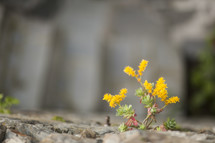 flowers emerging through a rock wall