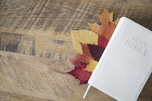 a Bible on fall leaves