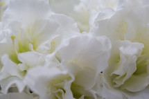 white petals 