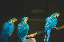 Blue parrots on the tree branch