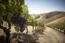 Grapes growing a the gravevine with mountains in the distance