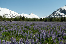 Field of Purple Wildflowers  and Snowy Mountains in Alaska 