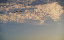 seagull in flight at sunset 
