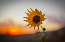 Sunflower at sunset.