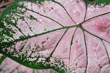 pink and green caladium leaf background 