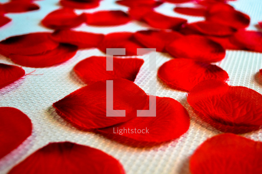rose petals on white background 