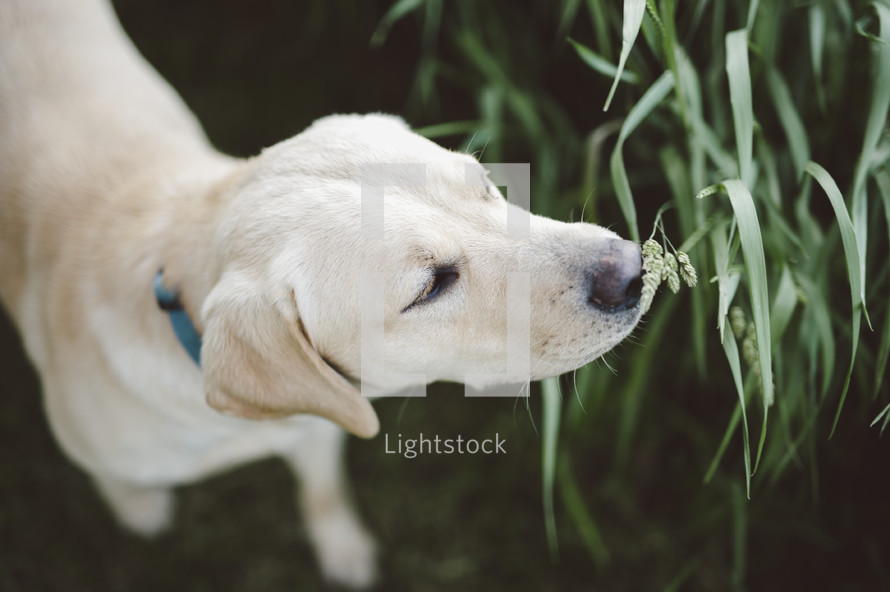 a dog sniffing grass