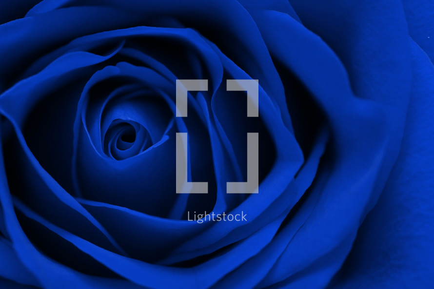 blue rose closeup 