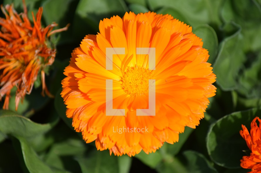 edible bright orange flower, Calendula, also known as pot marigold, edible