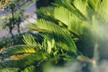 palm fronds outdoors