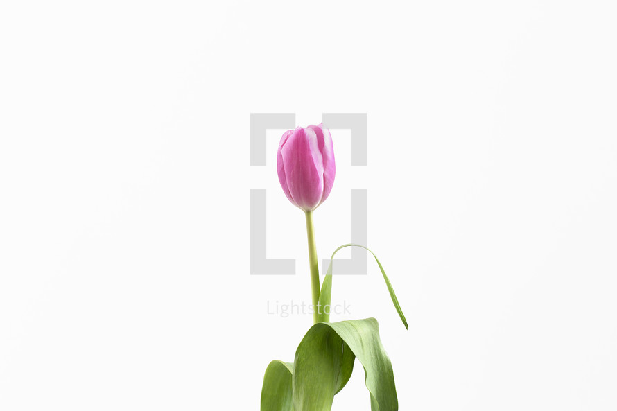 pink tulip against a white background 